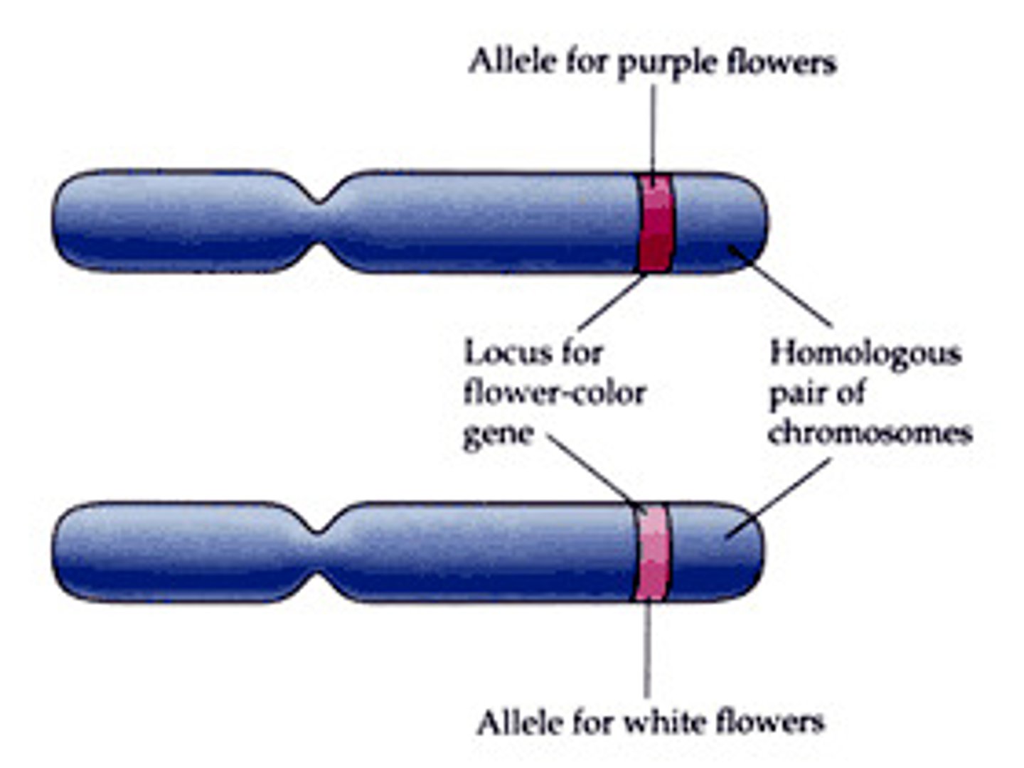 <p>contain the same genes at the same locus (location).</p>
