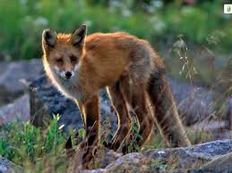 <p><em>Vulpes vulpes</em></p>