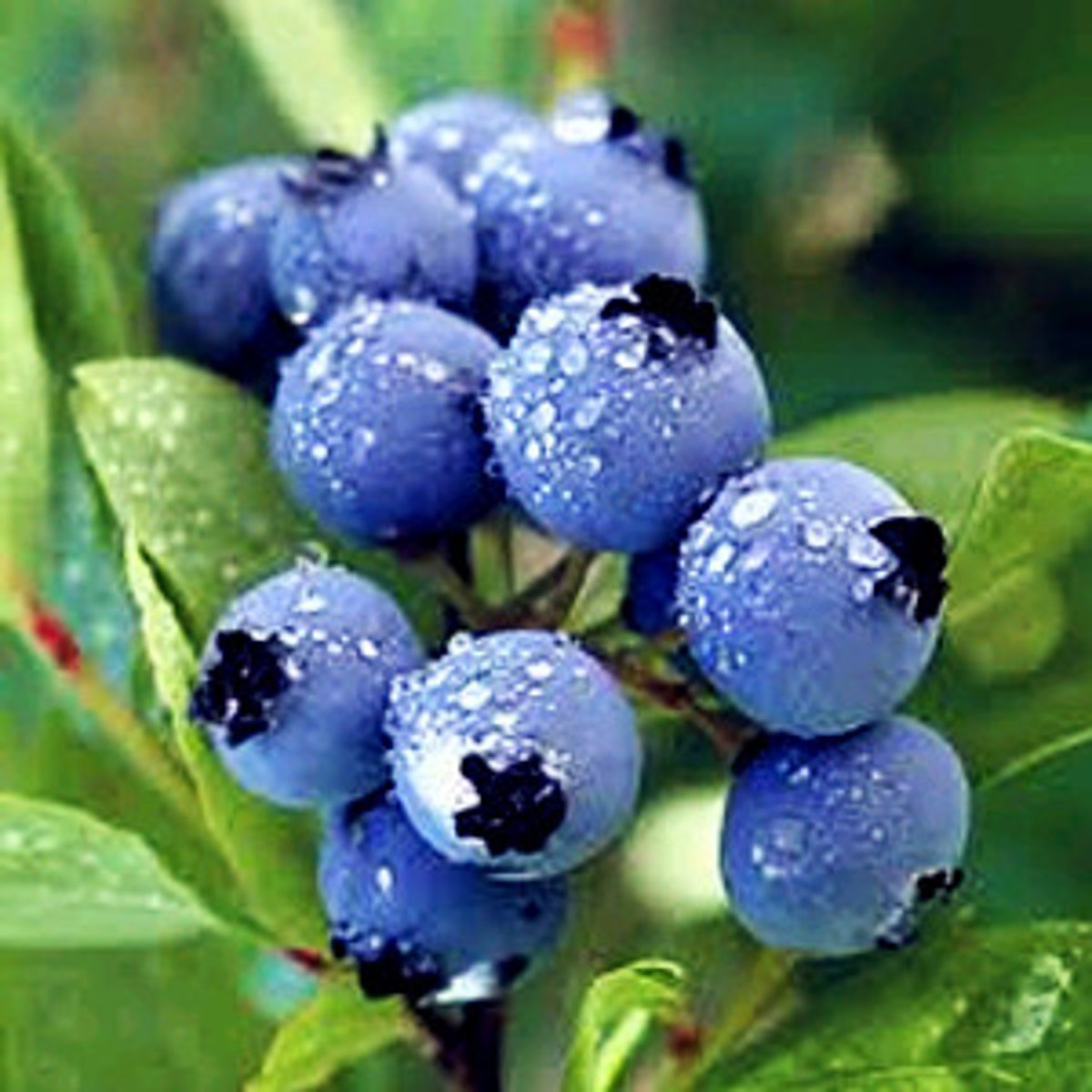 <p>lan2 mei2 blueberry</p>