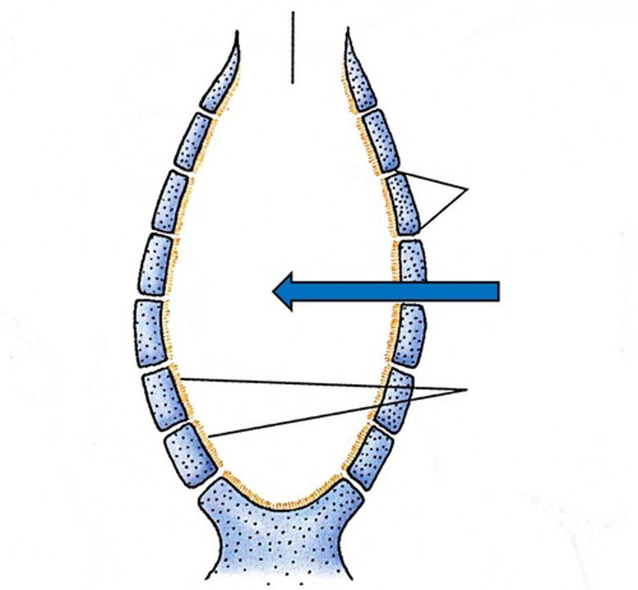<p>central cavity within the body of some sponges</p>