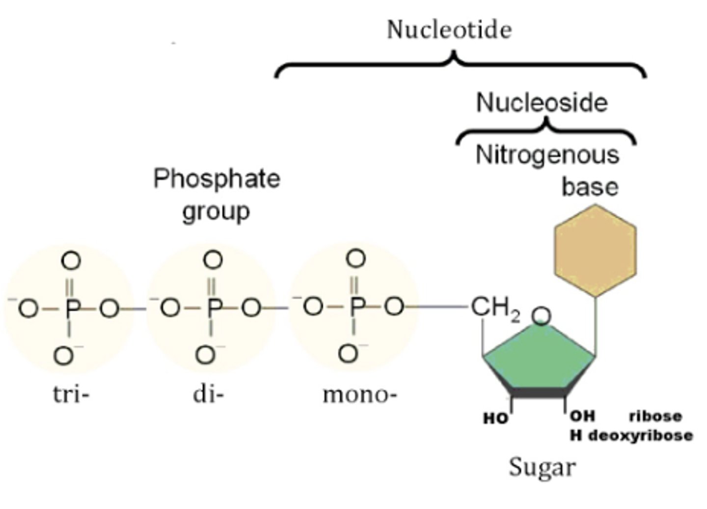 <p>base attached to ribose (RNA)</p><p>adenine- adenosine</p><p>guanine- guanosine</p><p>cytosine- cytidine</p><p>uracil- uridine</p><p>thymine- 5-methyluridine</p>