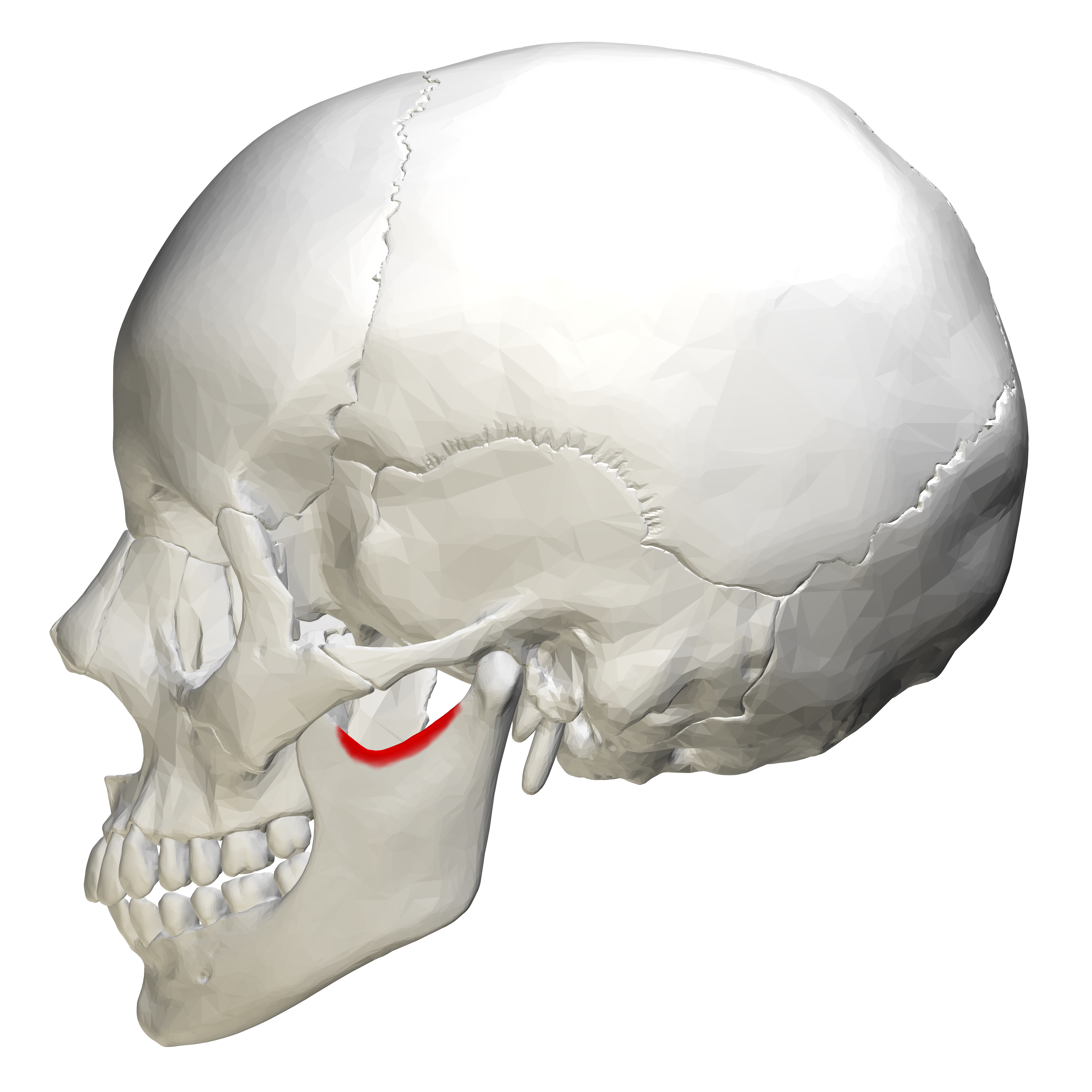 <p>mandible </p>