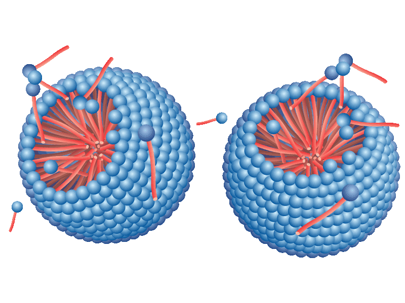 structure formed with one tail rather than 2