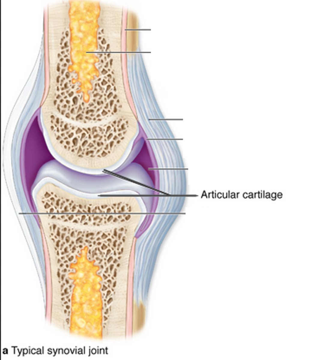 <p>smooth, white tissue that covers the ends of bones where they come together to form joints</p>