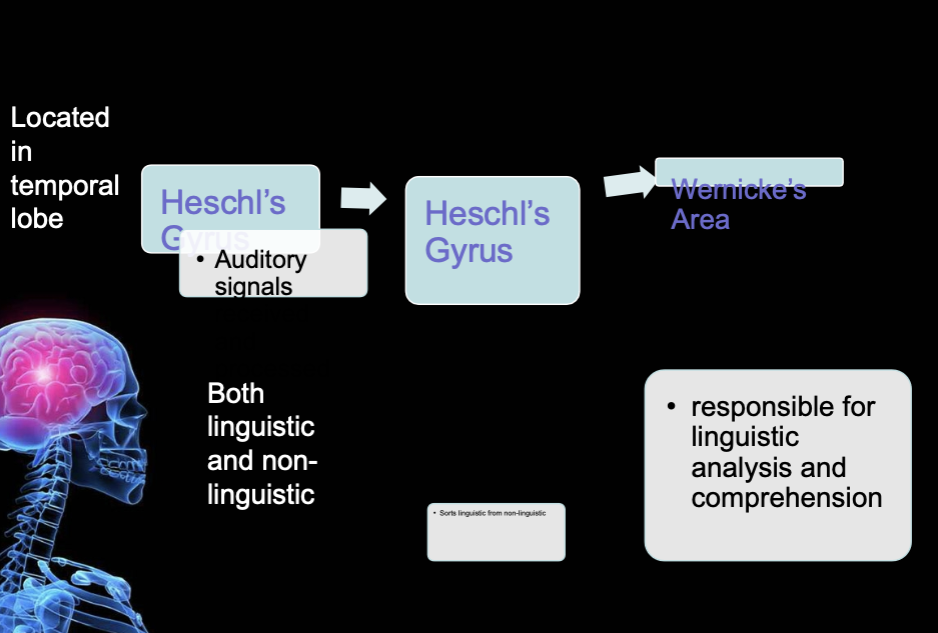 <ul><li><p><span style="color: #000000">Comprehension consists of auditory processing and language decoding</span></p></li><li><p><span style="color: #000000"> While comprehension processes are generally believed to occur in Wernicke’s Area, it actually involves a number of structures that assist in this process</span></p></li><li><p><span style="color: #000000"> Pro</span><span style="color: #060202">cessing begins with attending to incoming stimuli, such as the sound of a friend’s voice, the door bell or phone ringing, etc.</span></p></li><li><p><span style="color: #060202">Other areas involved in comprehension include:</span><span style="color: #060202"><br></span><span style="color: #060202">– Supramarginal gyrus</span><span style="color: #060202"><br></span><span style="color: #060202">• Parietal lobe</span><span style="color: #060202"><br></span><span style="color: #060202">• Thought to be important in reading and word recognition</span><span style="color: #060202"><br></span><span style="color: #060202">– Angular gyrus</span><span style="color: #060202"><br></span><span style="color: #060202">• Parietal lobe</span><span style="color: #060202"><br></span><span style="color: #060202">• Process auditory and visual[writing] information</span><span style="color: #060202"><br></span><span style="color: #060202">– Right hemisphere</span></p></li><li><p><span style="color: transparent">C</span><span style="color: #000000">omprehension also depends on memory storage of both words and concepts</span></p></li><li><p><span style="color: #000000">The store of word meanings is diffusely located throughout many areas of the brain, although it is believed to be primarily centered in the temporal lobe.</span></p></li><li><p><span style="color: #000000"> The hippocampus &amp; amygdala, deep brain structures that are a part of the limbic system, are also very important in memory.</span></p><p><span style="color: #000000"><br></span></p><p><span style="color: #060202"><br></span></p></li></ul><p><span style="color: #000000"><br></span></p>