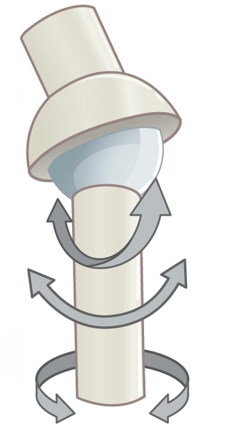 <p>Name and describe the following joint: </p>