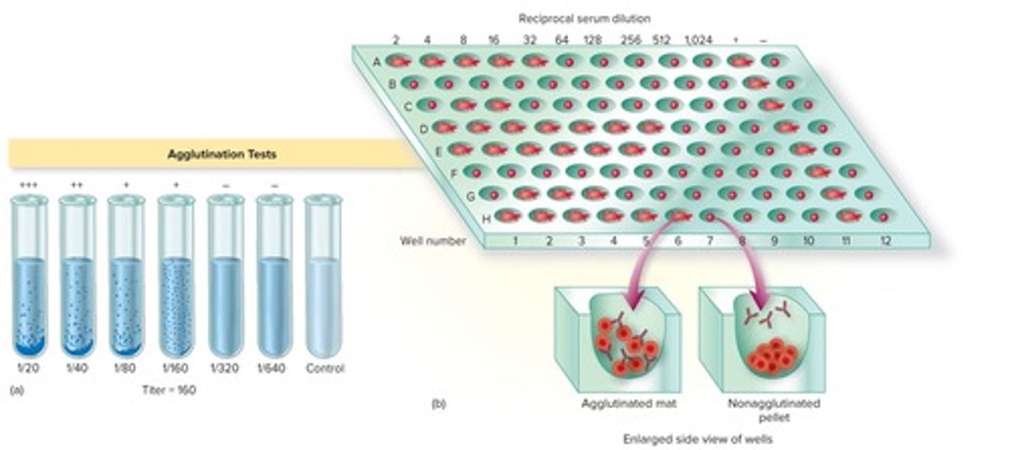 <p>Agglutination involves whole cells, while precipitation involves soluble molecules.</p>