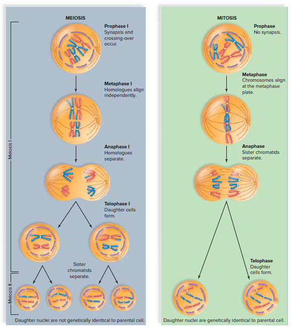 Meiosis compared with mitosis.