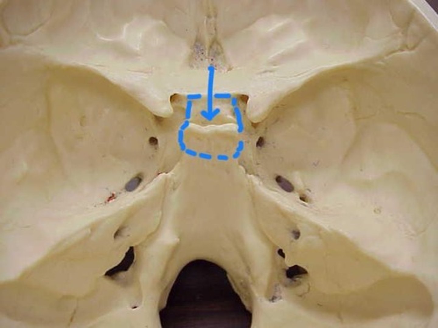 knowt flashcard image