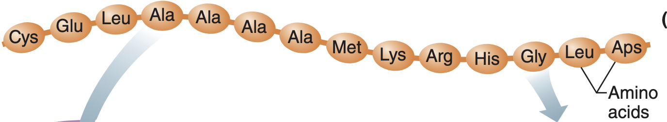 <p>sequence of amino acids in a poly peptide chain</p>