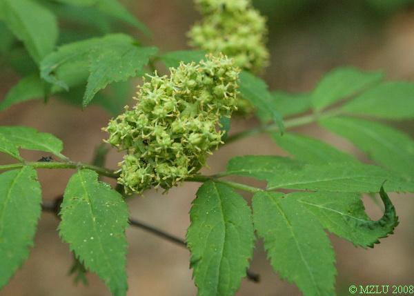 <p><span><em>Sambucus racemosa</em></span></p>