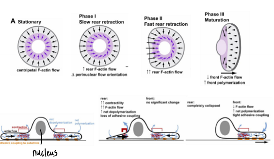 <p>proteins do not change they are just organized and activated in different ways; stationary - polarized all the way around but when it gets to matuartion it is only polarized at the leading edge</p>