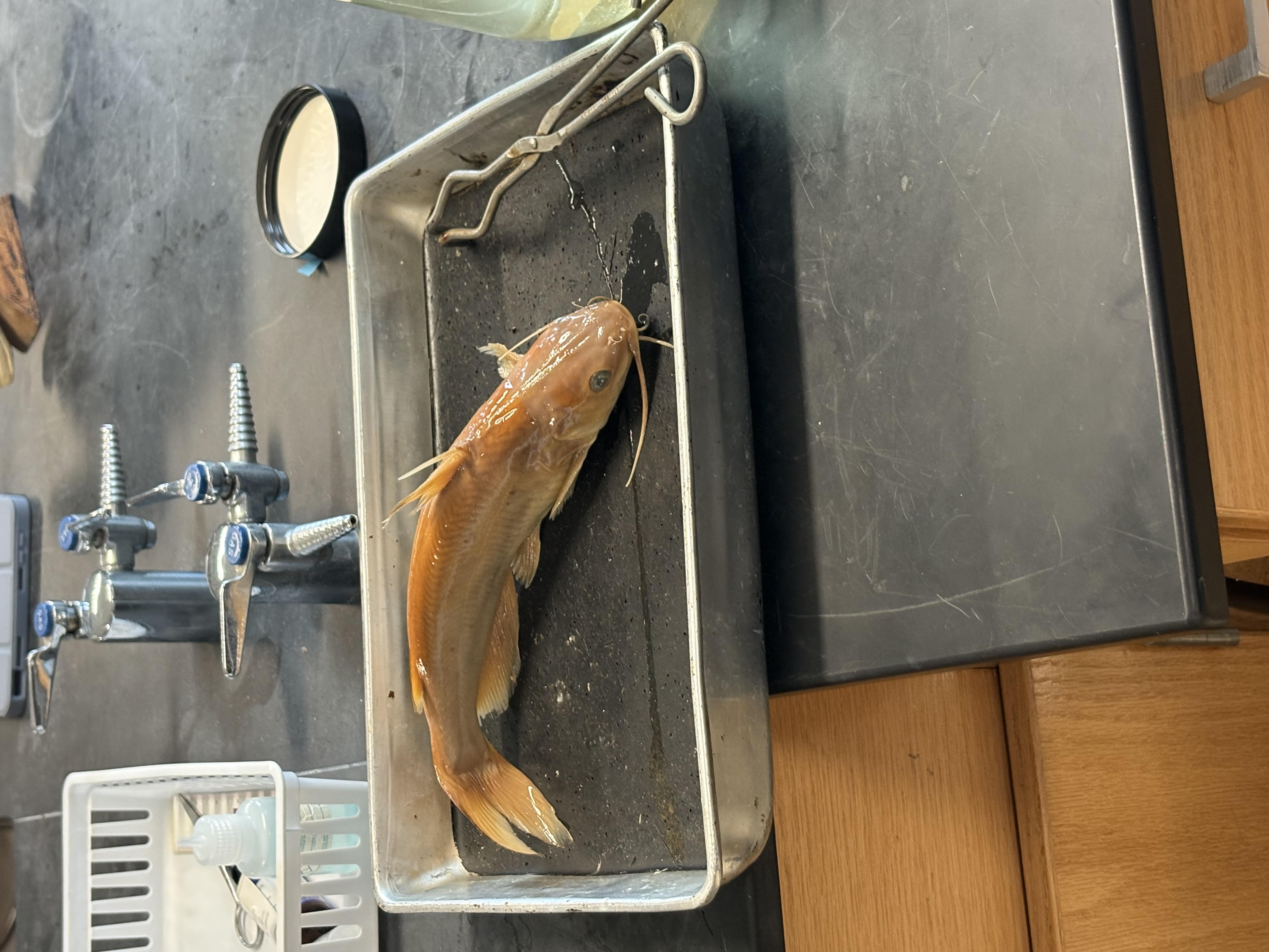 <p>name the superclass, class, subclass, order, and common name of this organism</p>