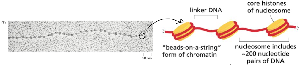 nucleosomes = the first level of compaction

* beads on a string model
  * beads = core histones
  * string = linker DNA 