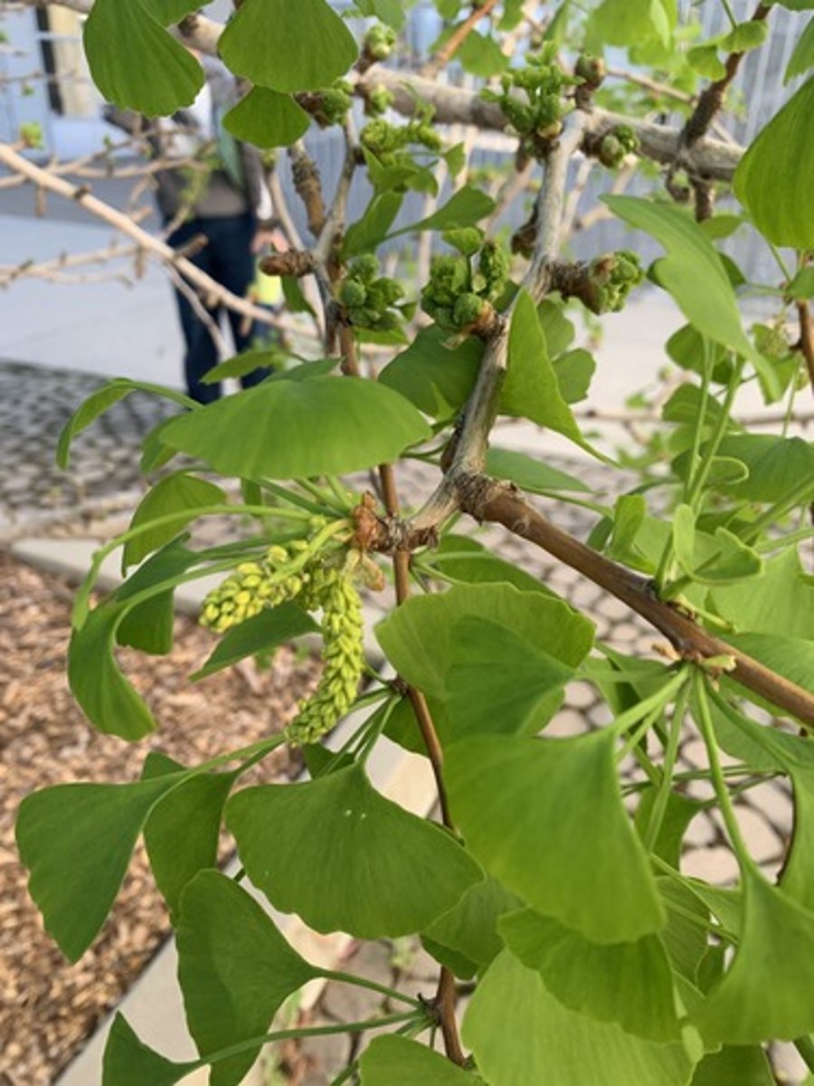 <p>Woody Conifer(cone-bearing seed plant) Deciduous tree, leaves are fan like: alternate simple with a petiole 1-3" L. Dioecious (unisexual)</p>