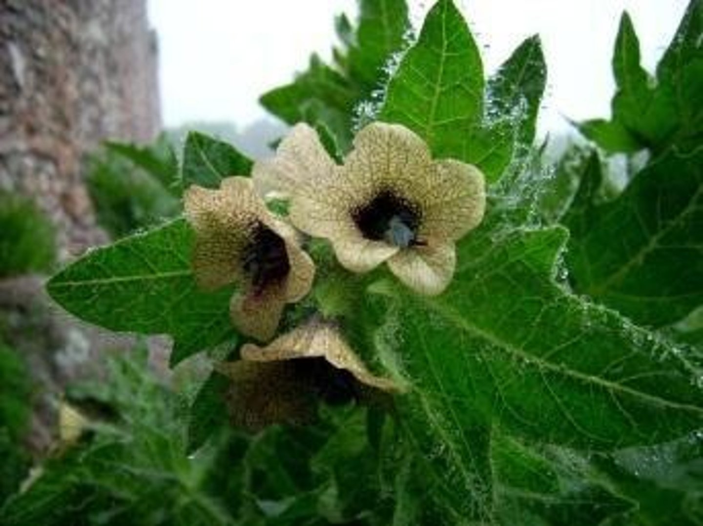 <p>[De Historia Plantarum Notorious poisonous plants included: ]</p><p>Commonly referred to as henbane</p>
