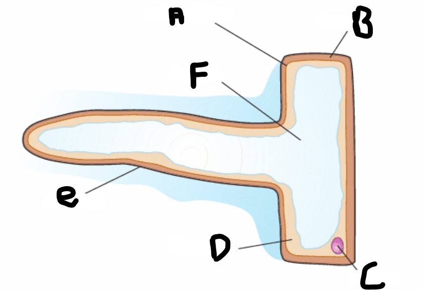 <p>What is structure C</p>