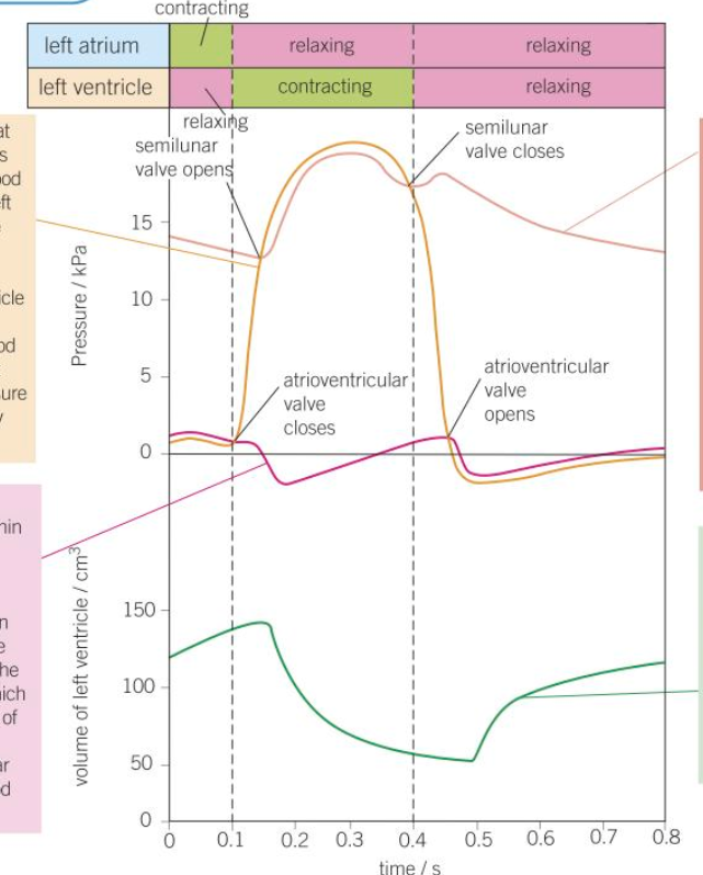 <p>what is happening at the light pink line?</p>