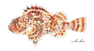 <p>Family Scorpaenidae</p>