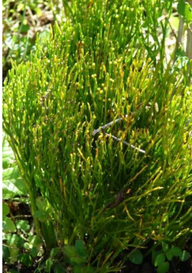 <p><em>Psilotum </em>(whisk fern) </p>