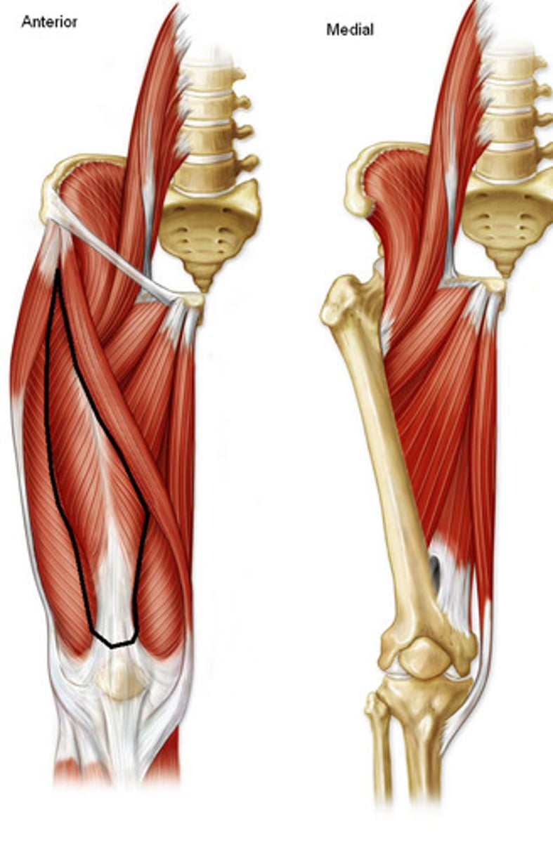 <p>Origin: anterior inferior iliac spine</p><p>Insertion: tibial tuberosity</p><p>Action: flexes hip; extends knee</p>