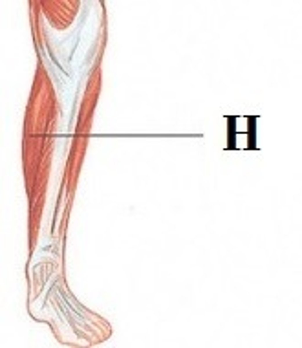 <p>DEFINITION</p><p>forms half of the calf muscle. Its function is plantar flexing the foot at the ankle joint and flexing the leg at the knee joint.</p>