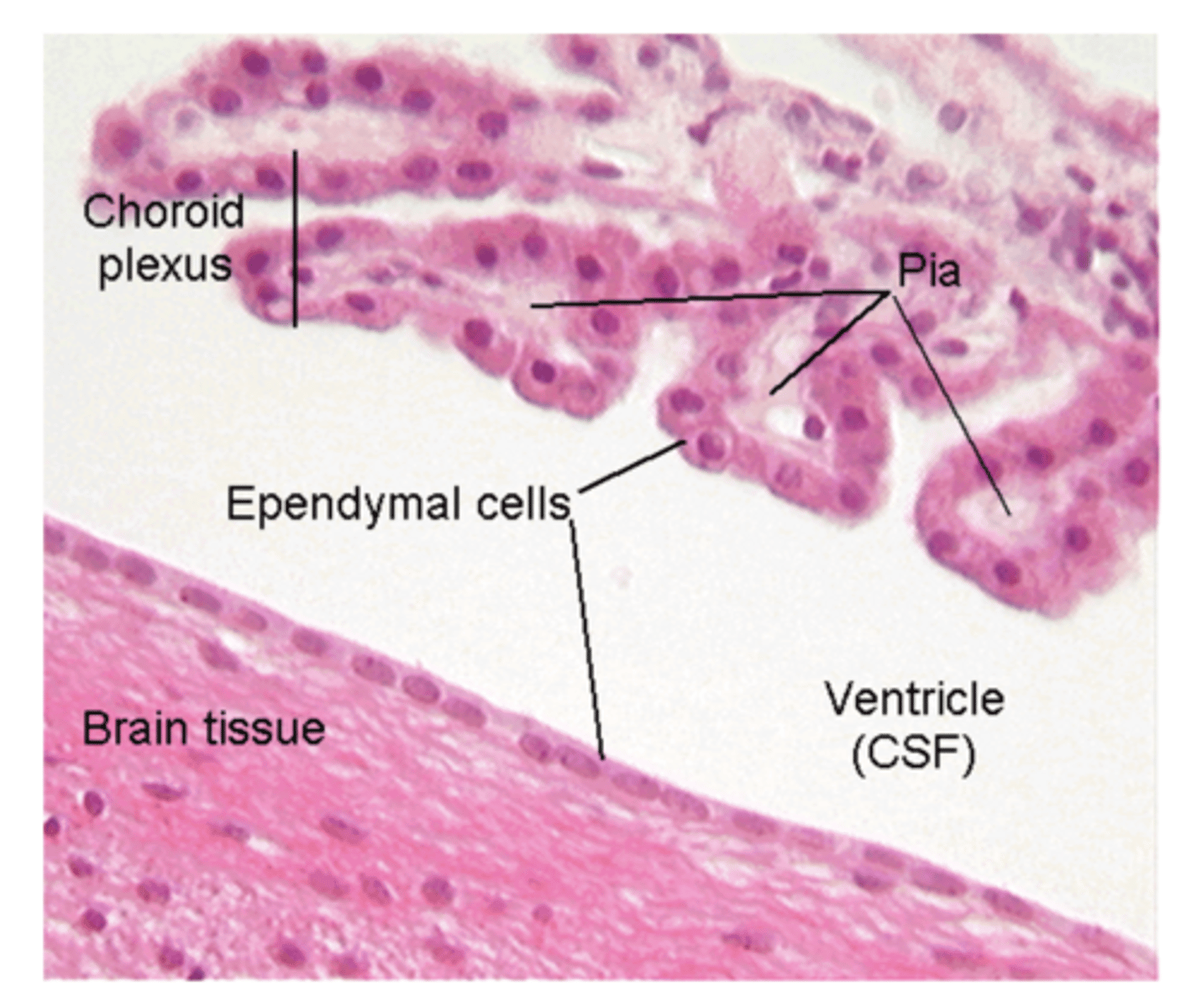 <p>modified cells form the choroid plexus which produces CSF</p>