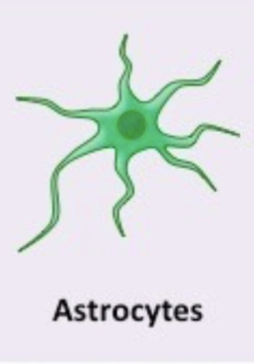 <p>Structure:</p><p>- type of macroglia</p><p>- star shaped cell</p><p>Functions:</p><p>- nutritive function together with microglias</p><p>- removes dead neurons after brain injury + forms glial scars</p><p>- prohibits recovery of sensitivity and other brain functions/reconnection of axons</p>