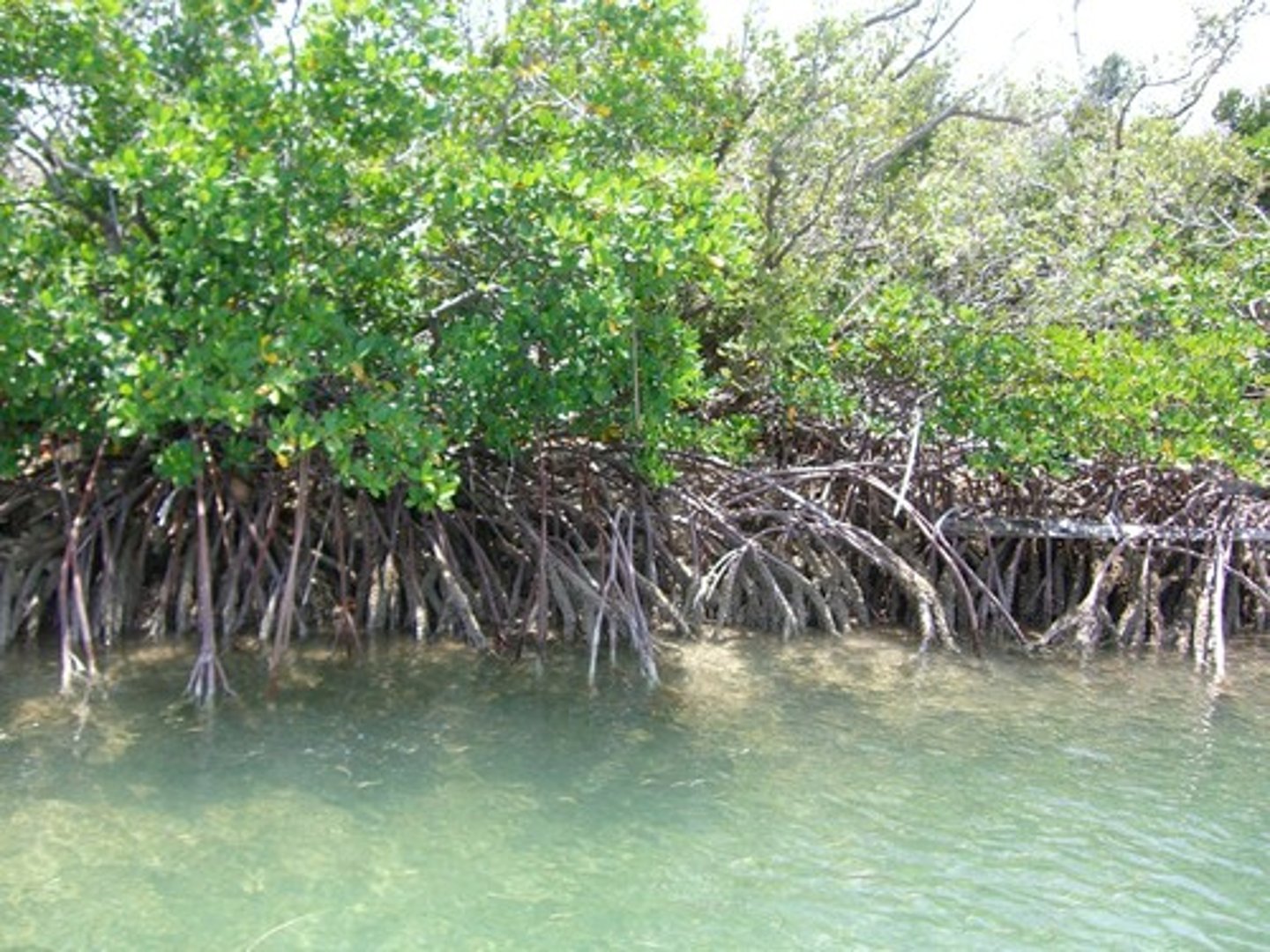 <p>A swamp biome that occurs along tropical and subtropical coasts, and contains salt-tolerant trees with roots submerged in water. Roots provide organic matter and habitat for many fish &amp; shellfish species as well as stabilizing the shoreline from erosion.</p>