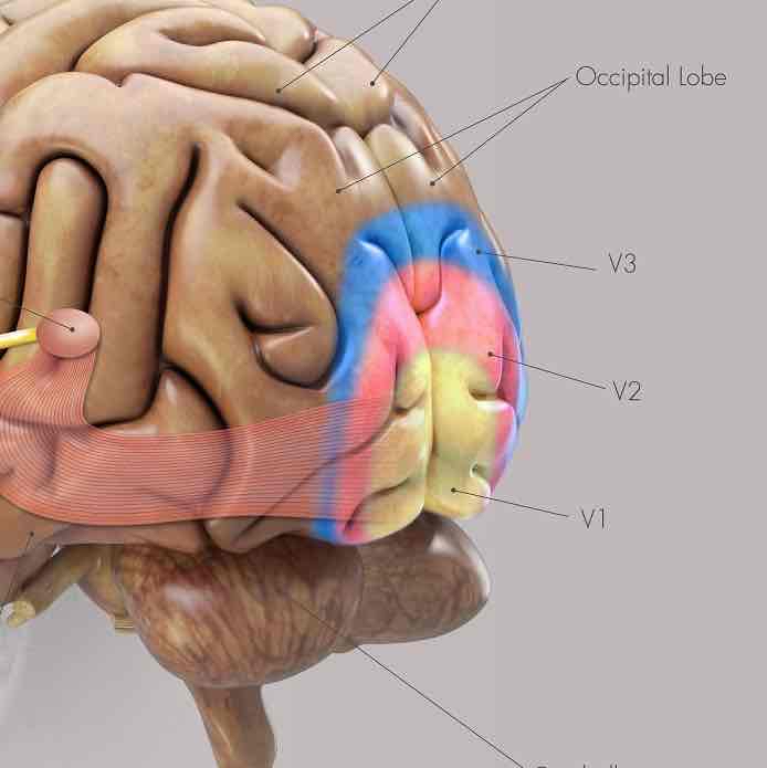 <p>What is the secondary visual cortex (V2) responsible for?</p>