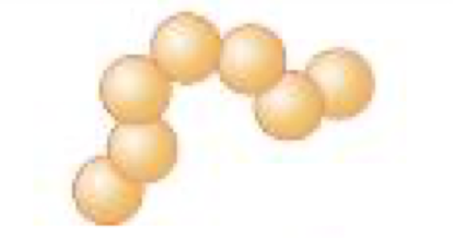 <p>chain of cocci</p>