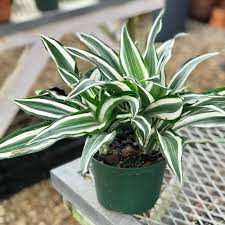 <p><span>Dracaena deremensis 'Warneckii' / Striped Dracaena</span></p>