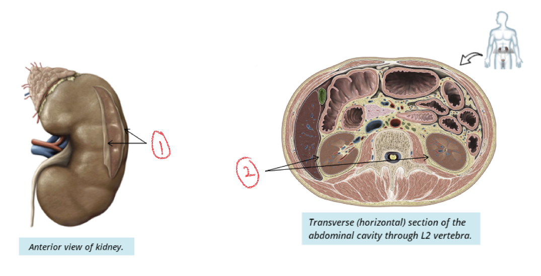 <p>Supportive tissues of kidney</p>