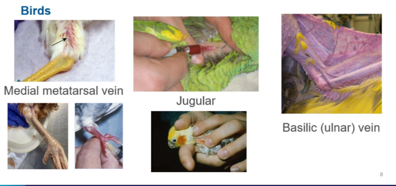 <ul><li><p>medial metatarsal vein - birds larger than pigeons</p></li><li><p>jugular - small birds</p></li><li><p>basilic (ulnar) vein </p></li></ul><p></p>