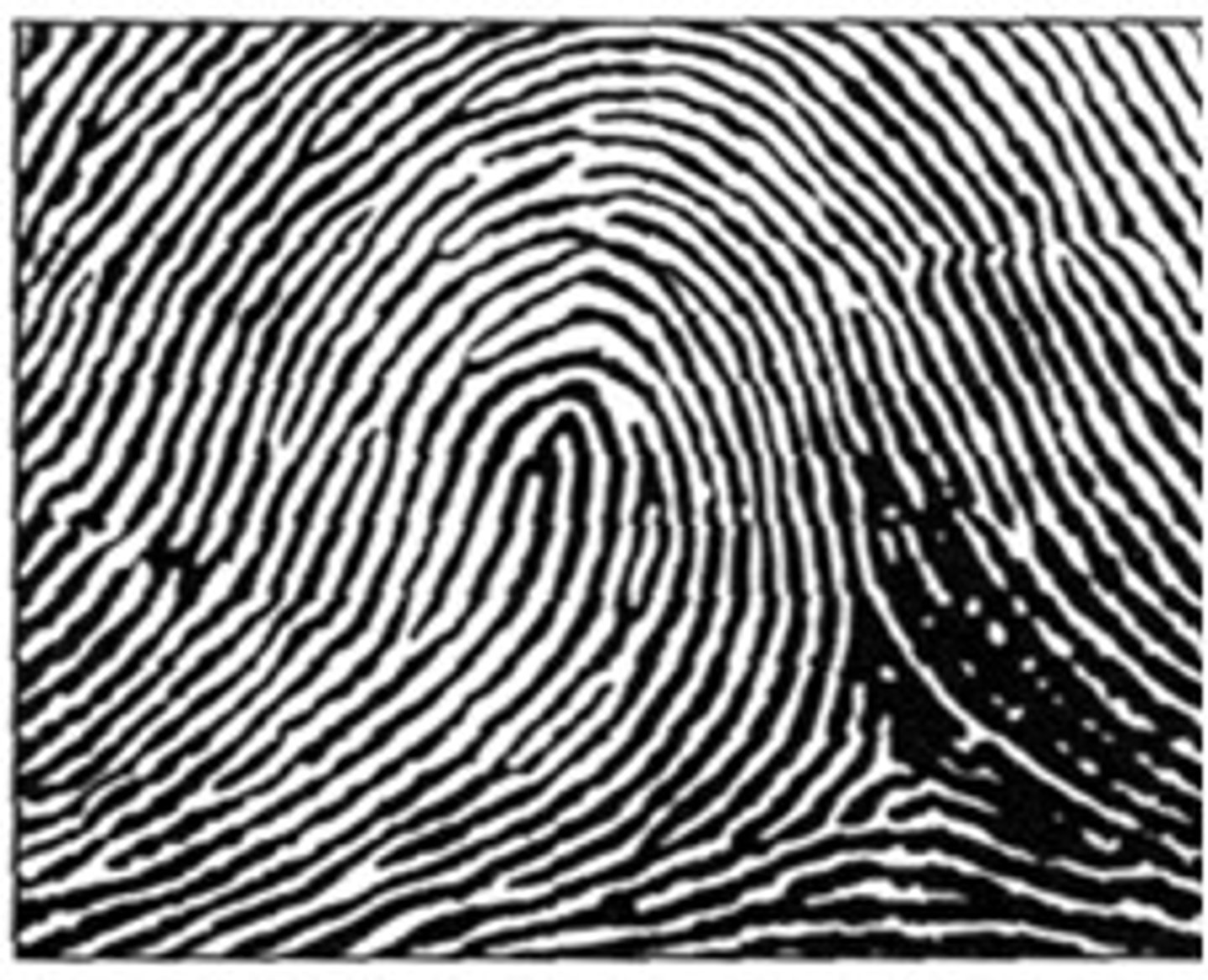 <p>made up of one or more ridges entering from one side of the print, curving and exiting from the same side</p>