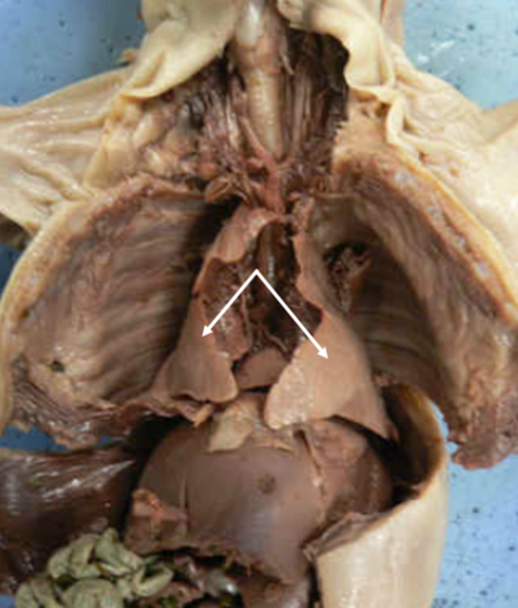 <p>lungs: respiration</p>