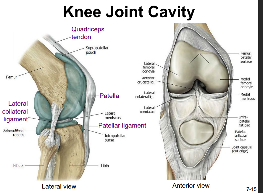 <ul><li><p>slides vertically within a groove on the distal femur</p></li><li><p>sesamoid bone incorporated into the tendon of the quadriceps femoris muscle (the lg. muscle of the anterior thigh)</p></li><li><p>protects the quadriceps tendon from friction against the distal femur</p></li></ul><p></p>