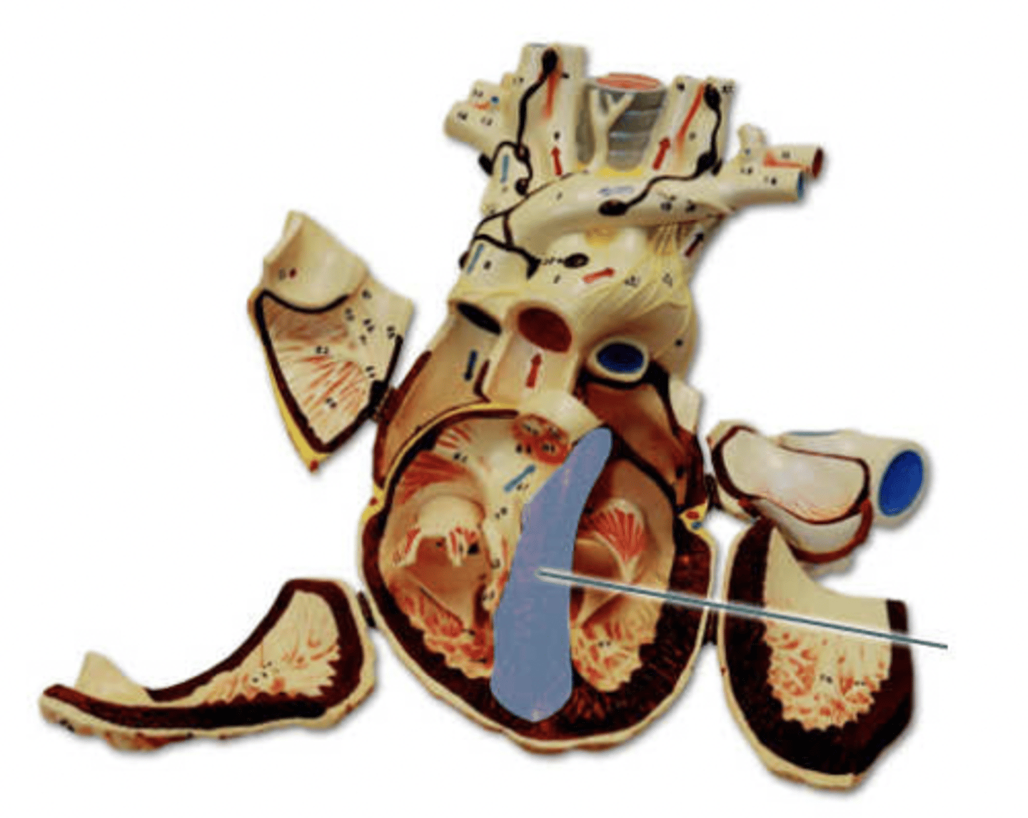 <p>Identify the highlighted structure.</p>