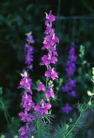 Larkspur