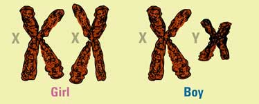 <p>The chromosomes that determine a person’s biological sex. </p><p>In humans: XX for female, XY for male. A rare exception to the rule of homologous pairs of chromosomes in the context of humans.</p><p>The picture attached outlines the ____ ____ present in humans.</p>