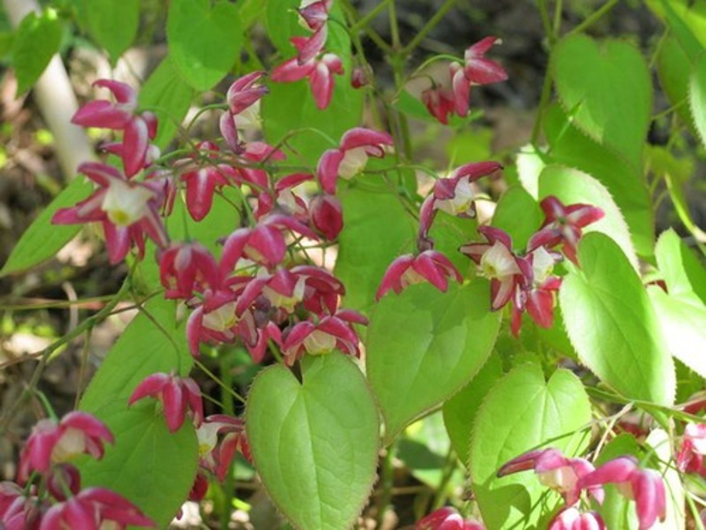 <p>epimedium alpejskie (berberysowate)</p>