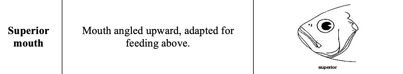 <p>mouth position of <strong>surface</strong> oriented fishes</p>
