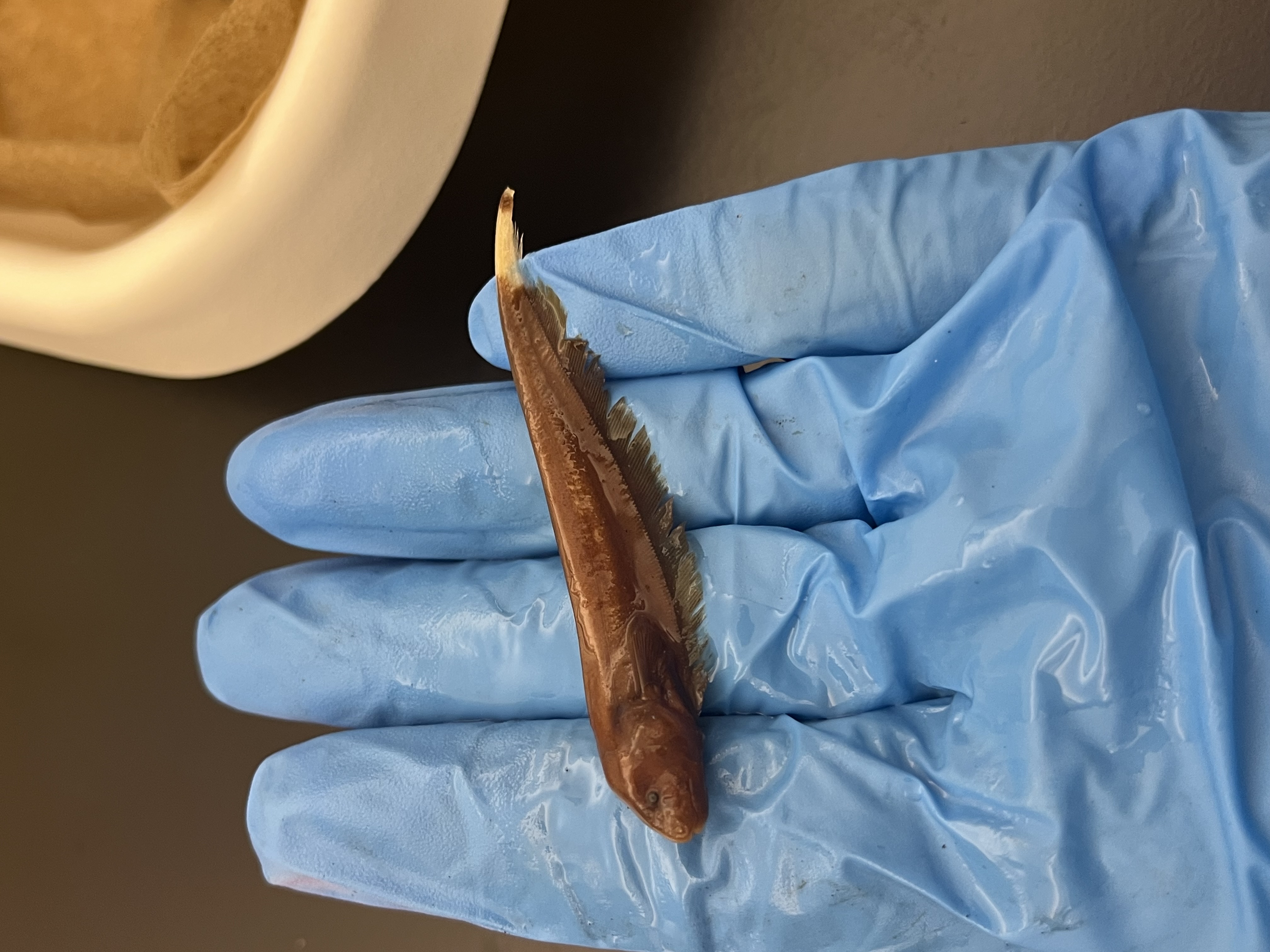 <p>Ghost Knifefish</p>