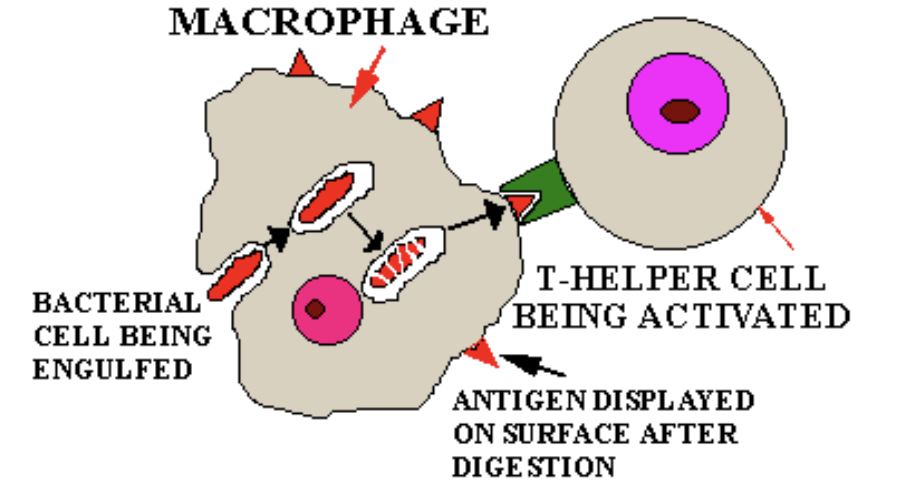 <p>T cells respond only to processed fragments of antigens displayed on surfaces of cells by <span style="color: blue;"><strong><span>Major Histocompatibility Complex (MHC) proteins</span></strong></span></p><p></p>