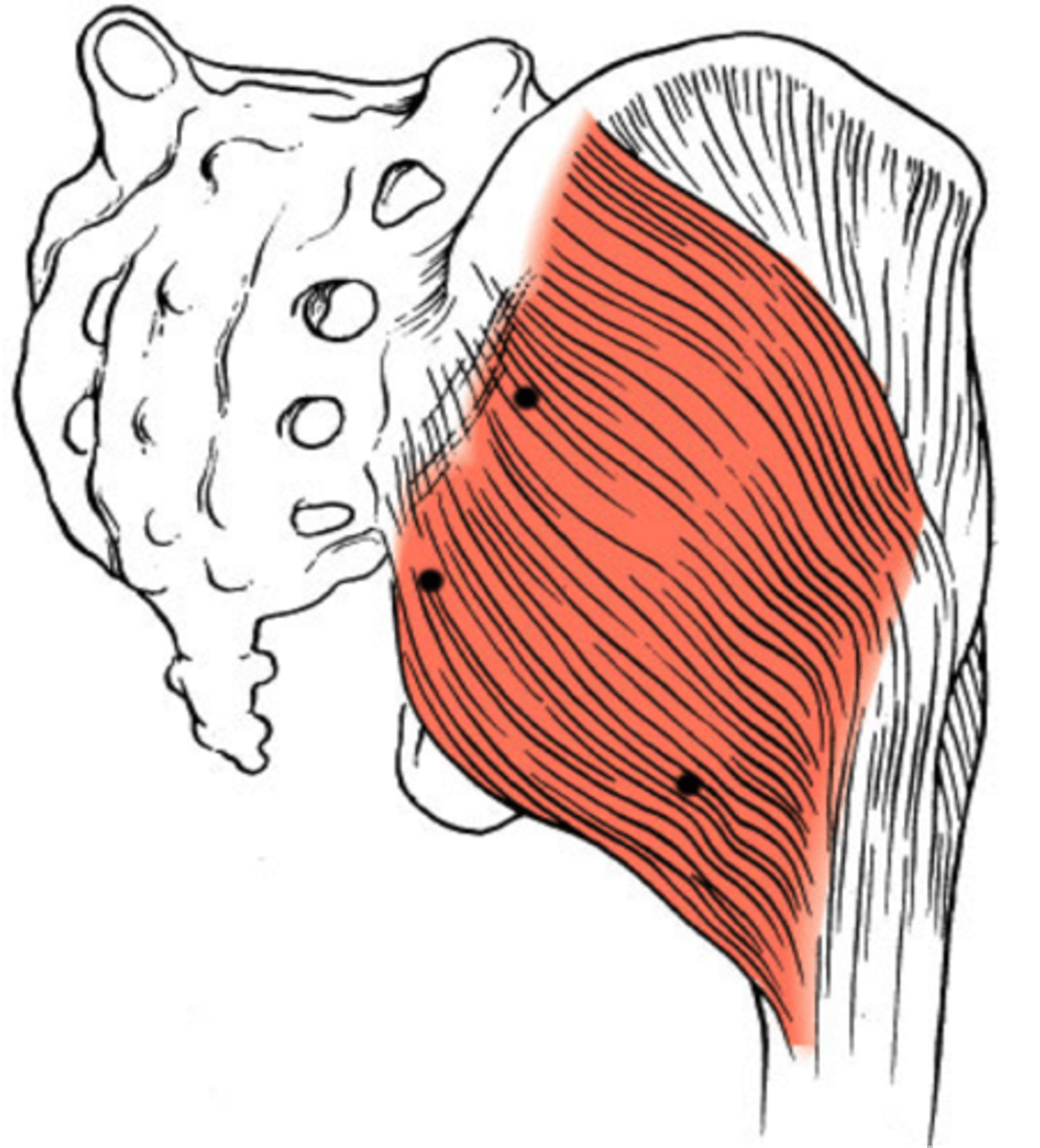 <p>Coccyx, edge of sacrum, posterior iliac crest, sacrotuberous and sacroiliac ligaments</p>