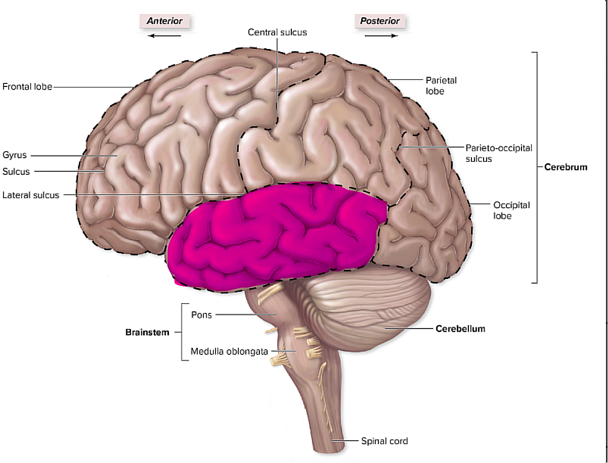 <p>it is inferior to the frontal and parietal lobes, </p><p>it pertains to things like hearing</p>