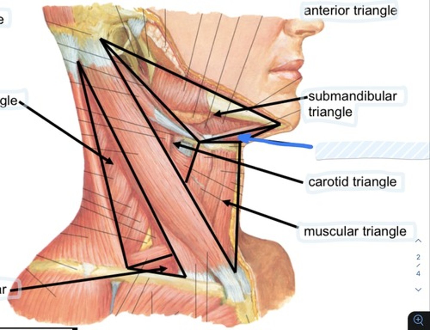 knowt flashcard image