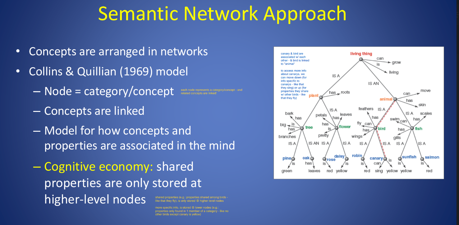 <p>The more nodes you need to travel to access info, the longer the reaction time (‘a canary is an animal’ has longer reaction time than ‘a canary is a canary’)</p>