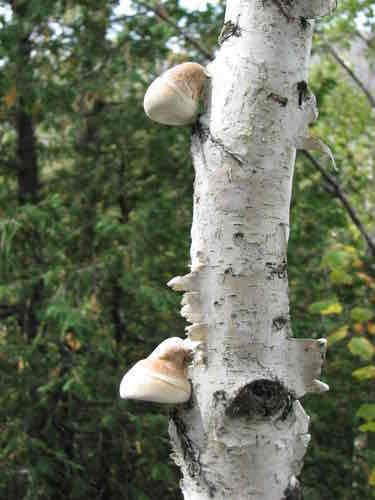 <p>Edible but gross</p>