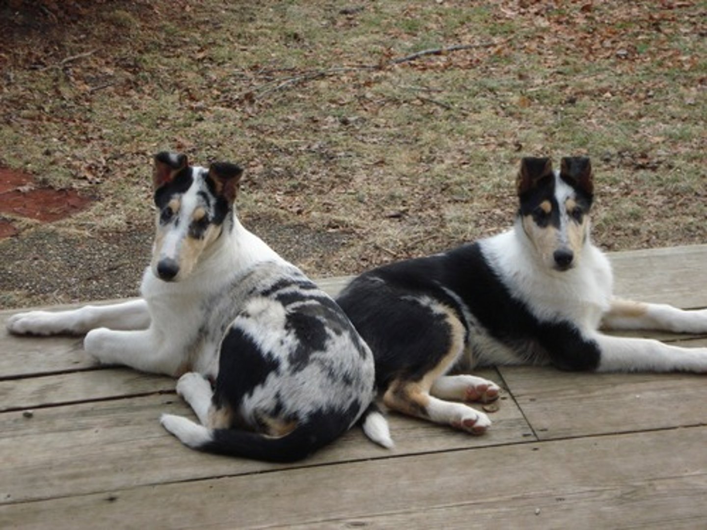 <p>Do you like dogs?</p>